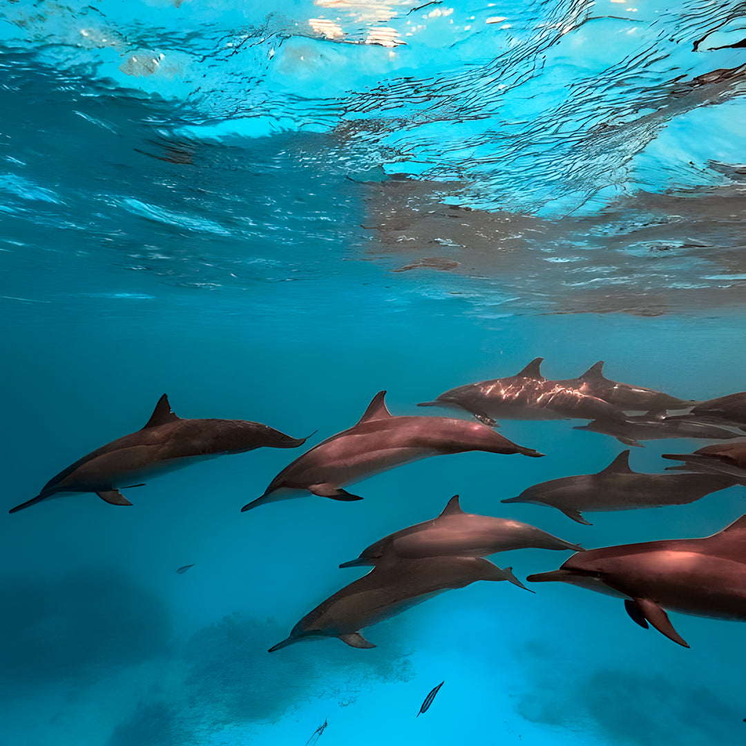 10-Night Maldives Dive Adventure