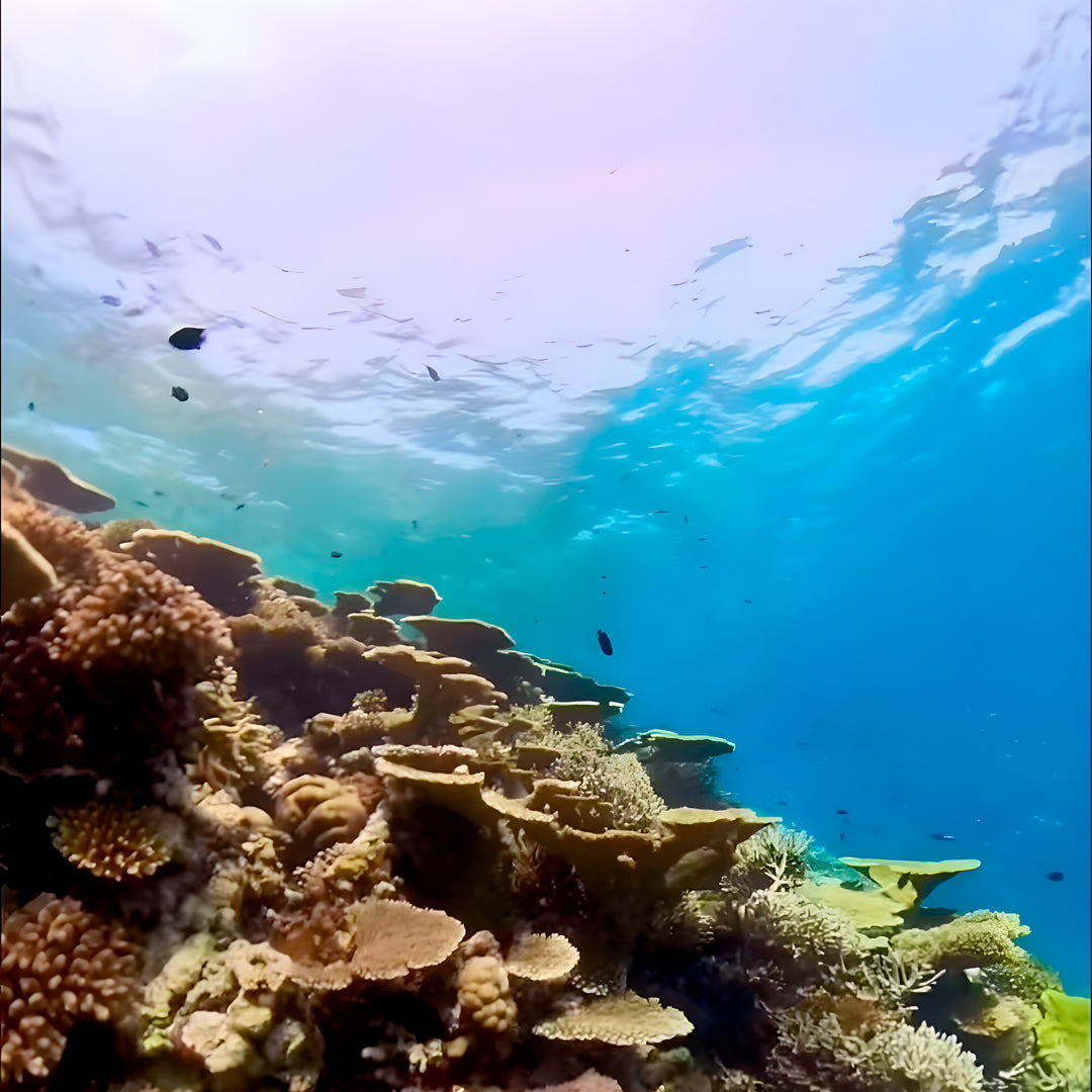 Ultimate Maldives Dive Expedition
