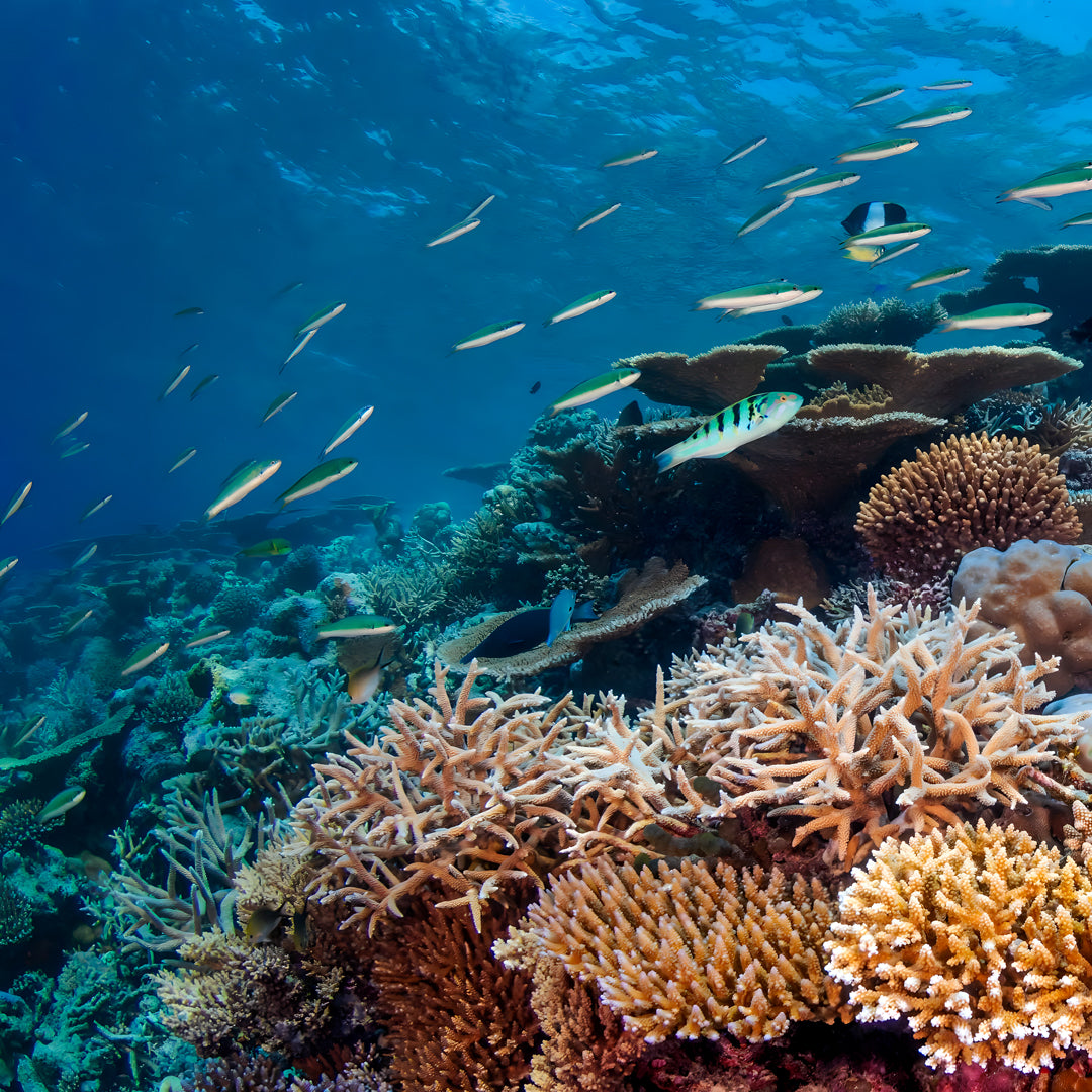 Vaavu Atoll Reef Scuba Diving Week