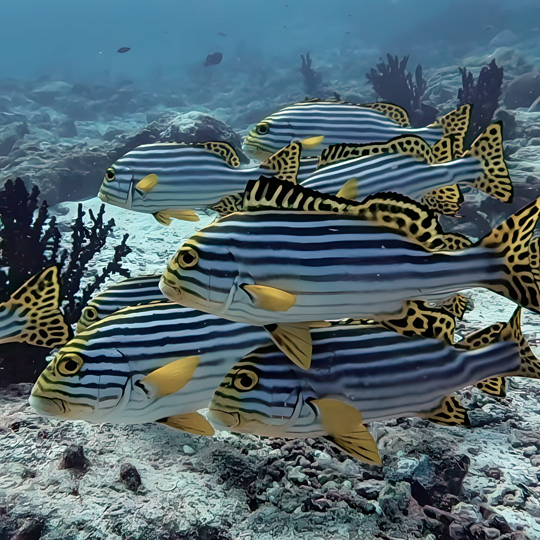 Ultimate Maldives Dive Expedition