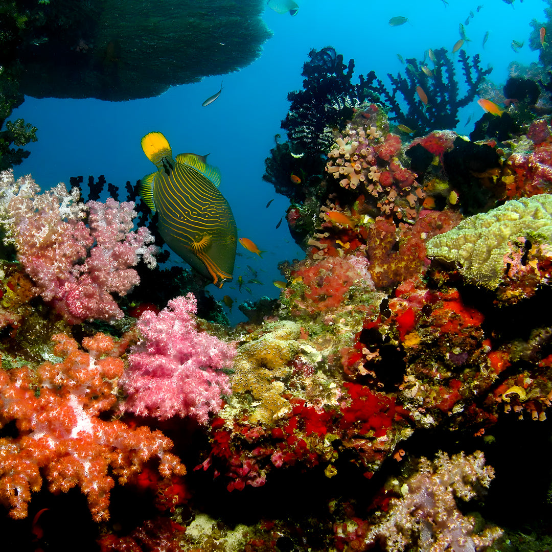 Vaavu Atoll Reef Scuba Diving Week