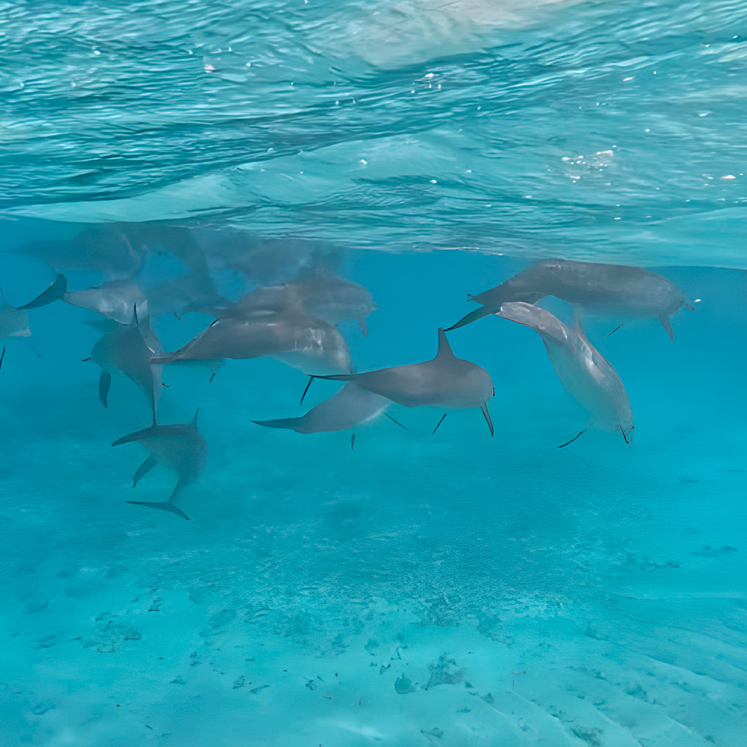 Vaavu Atoll Reef Scuba Diving Week