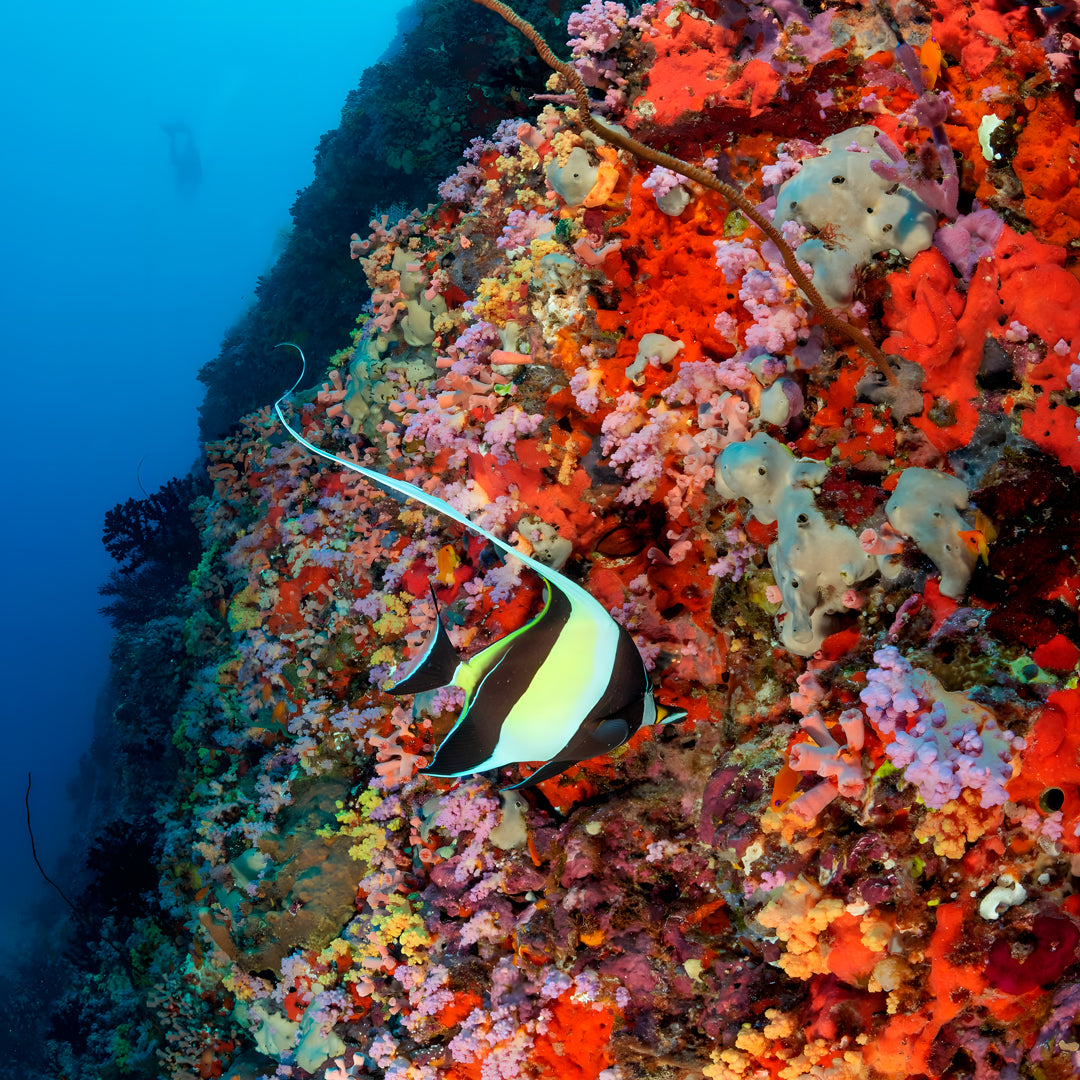 Maldives Open Water Diver Course and Stay