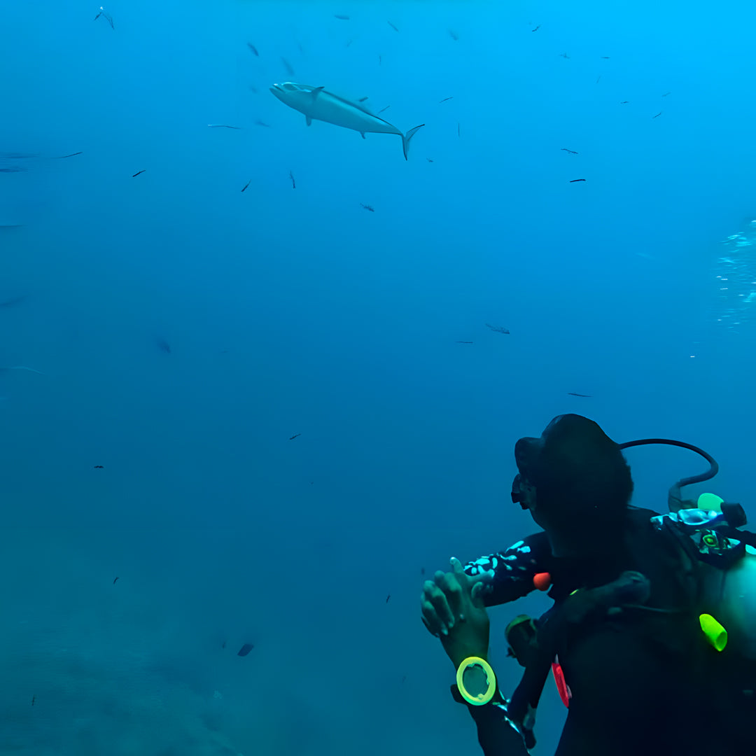 Vaavu Atoll Maldives Dive Holiday