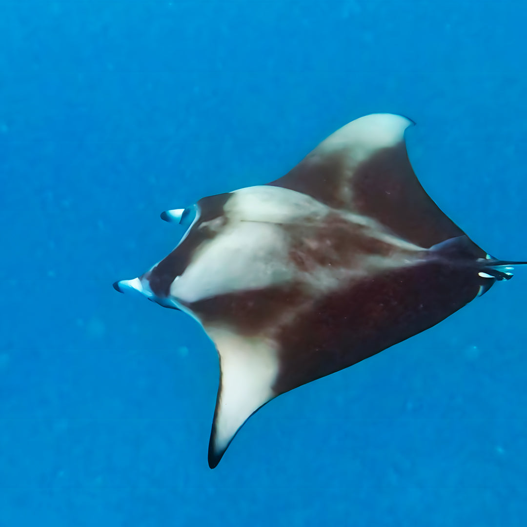 Maldives Open Water Diver Course and Stay
