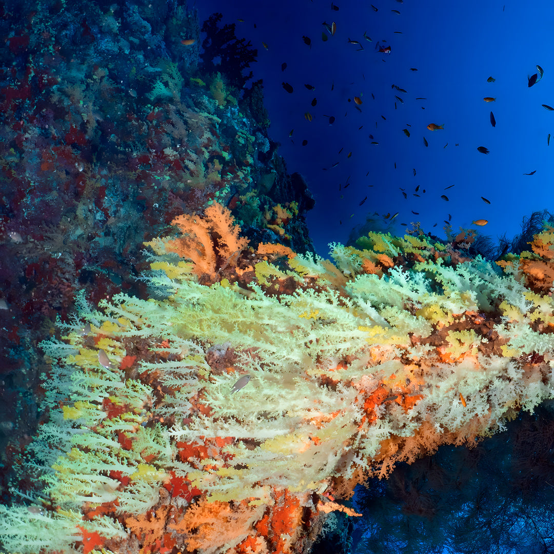 10-Night Maldives Dive Adventure
