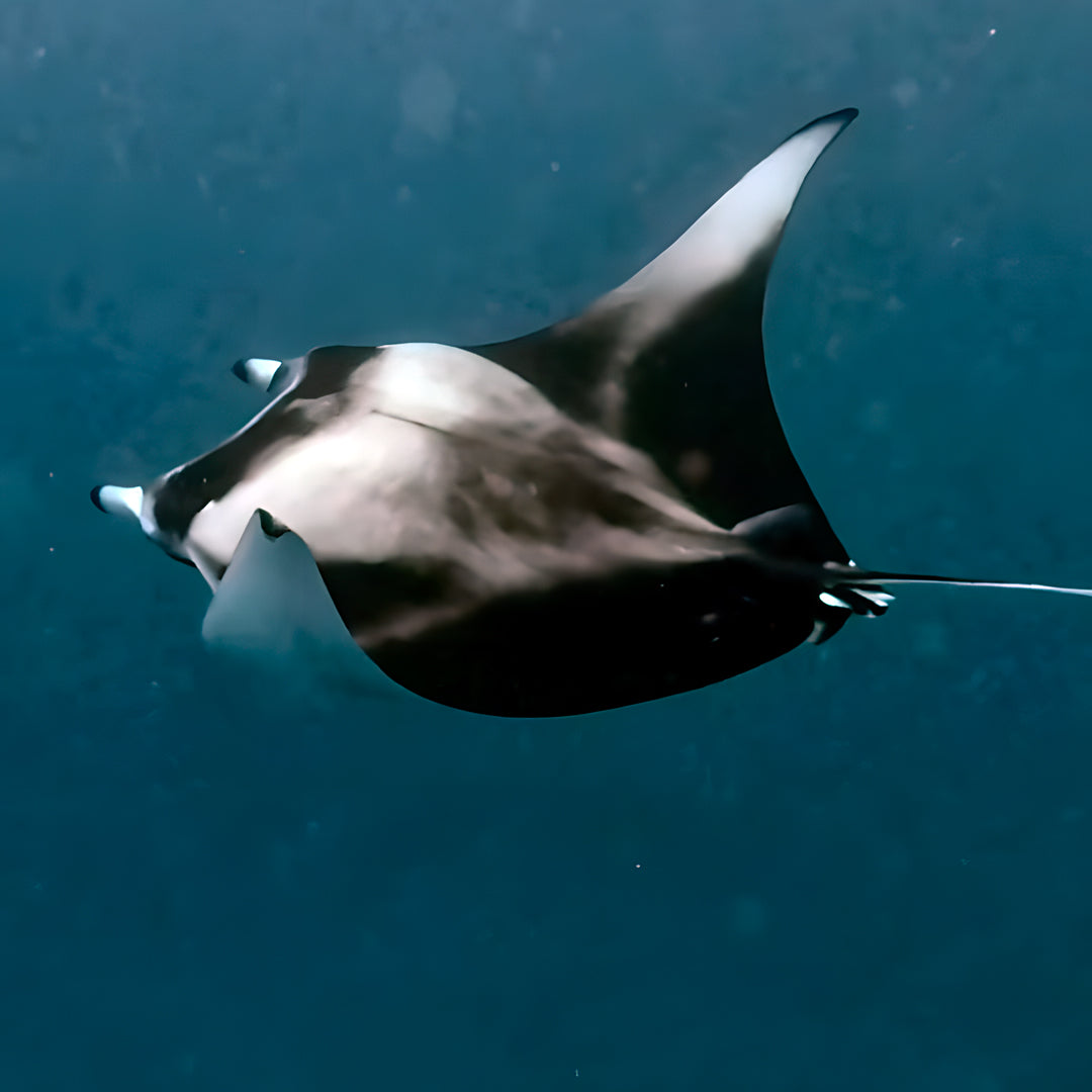 Ultimate Maldives Dive Expedition