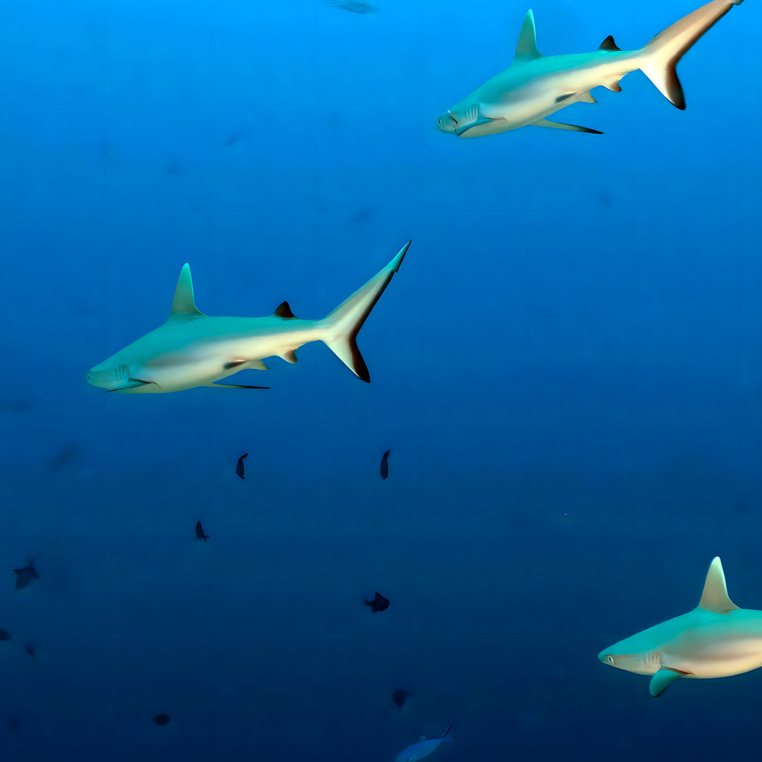 Vaavu Atoll Maldives Dive Holiday