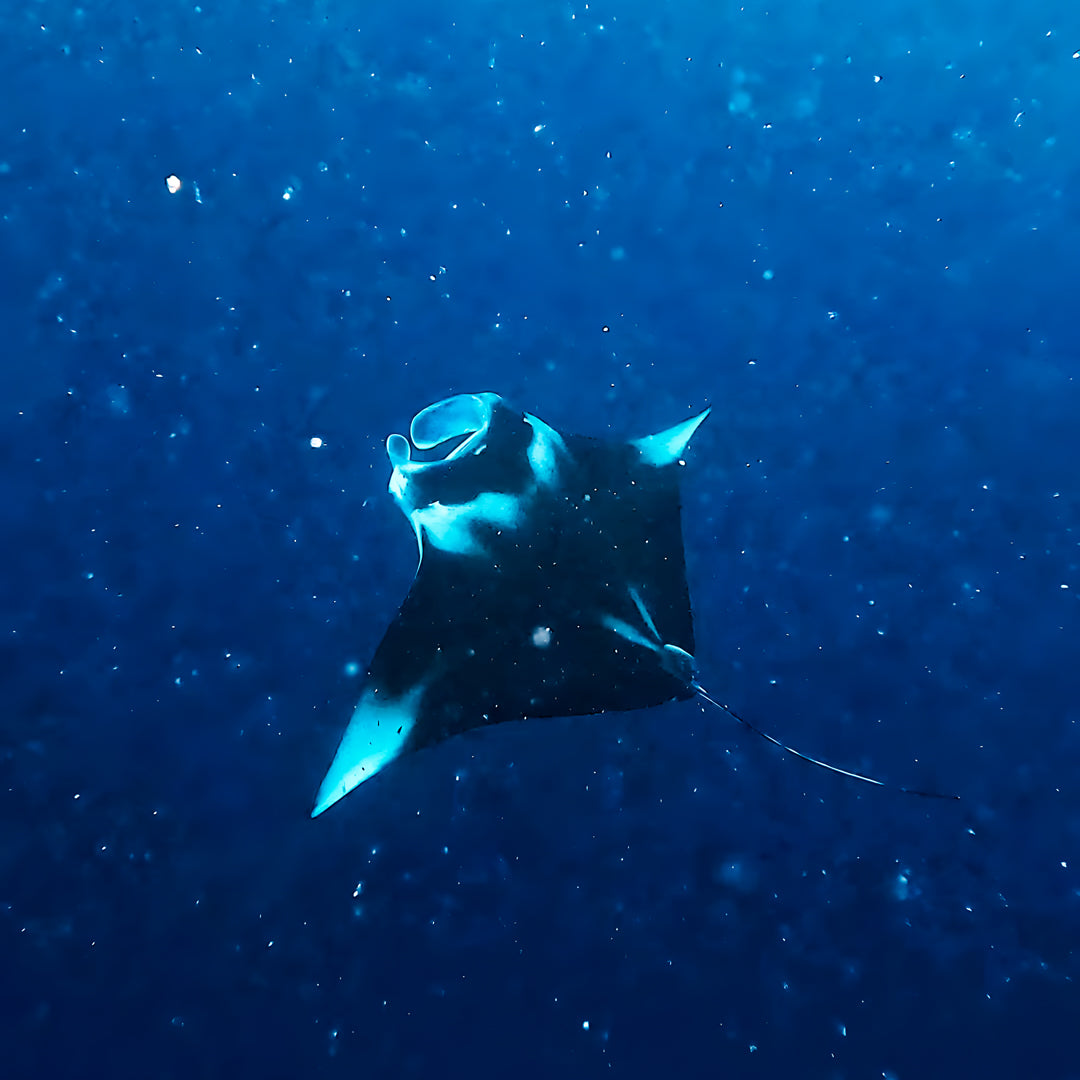 Maldives Advanced Open Water Diver Course and Stay