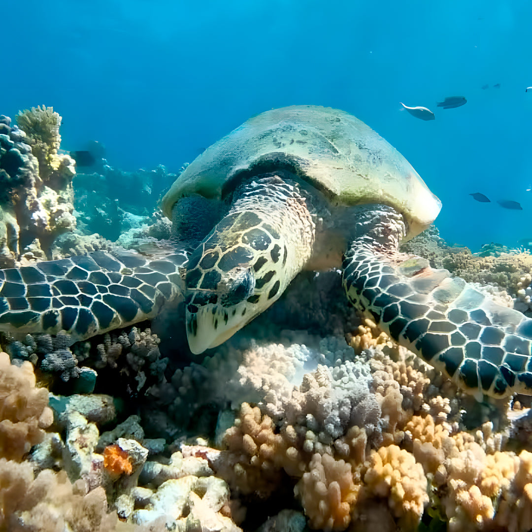 Vaavu Atoll Maldives Dive Holiday