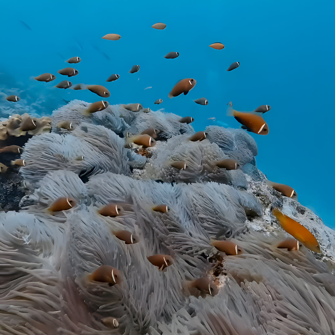 10-Night Maldives Dive Adventure