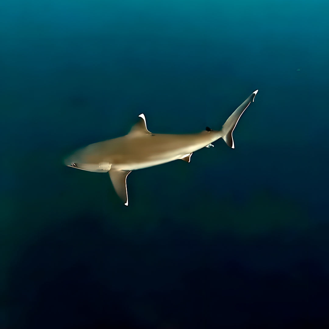 10-Night Maldives Dive Adventure