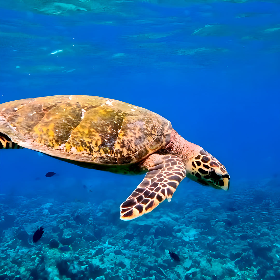 Vaavu Atoll Reef Scuba Diving Week