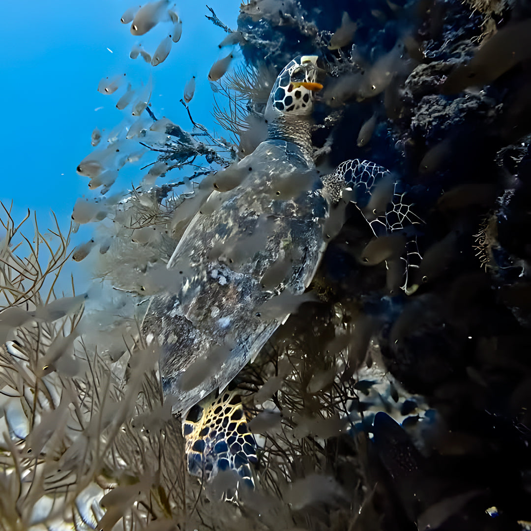 Vaavu Atoll Maldives Dive Holiday