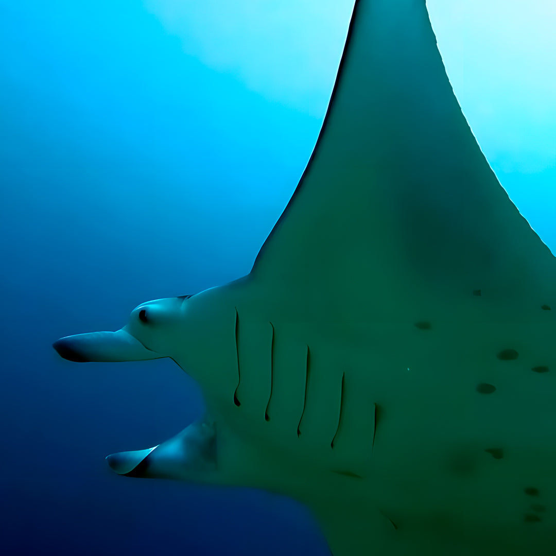 Ultimate Maldives Dive Expedition