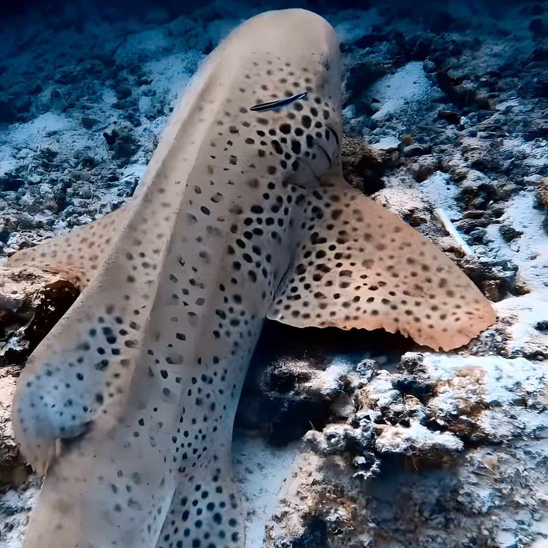 Vaavu Atoll Reef Scuba Diving Week