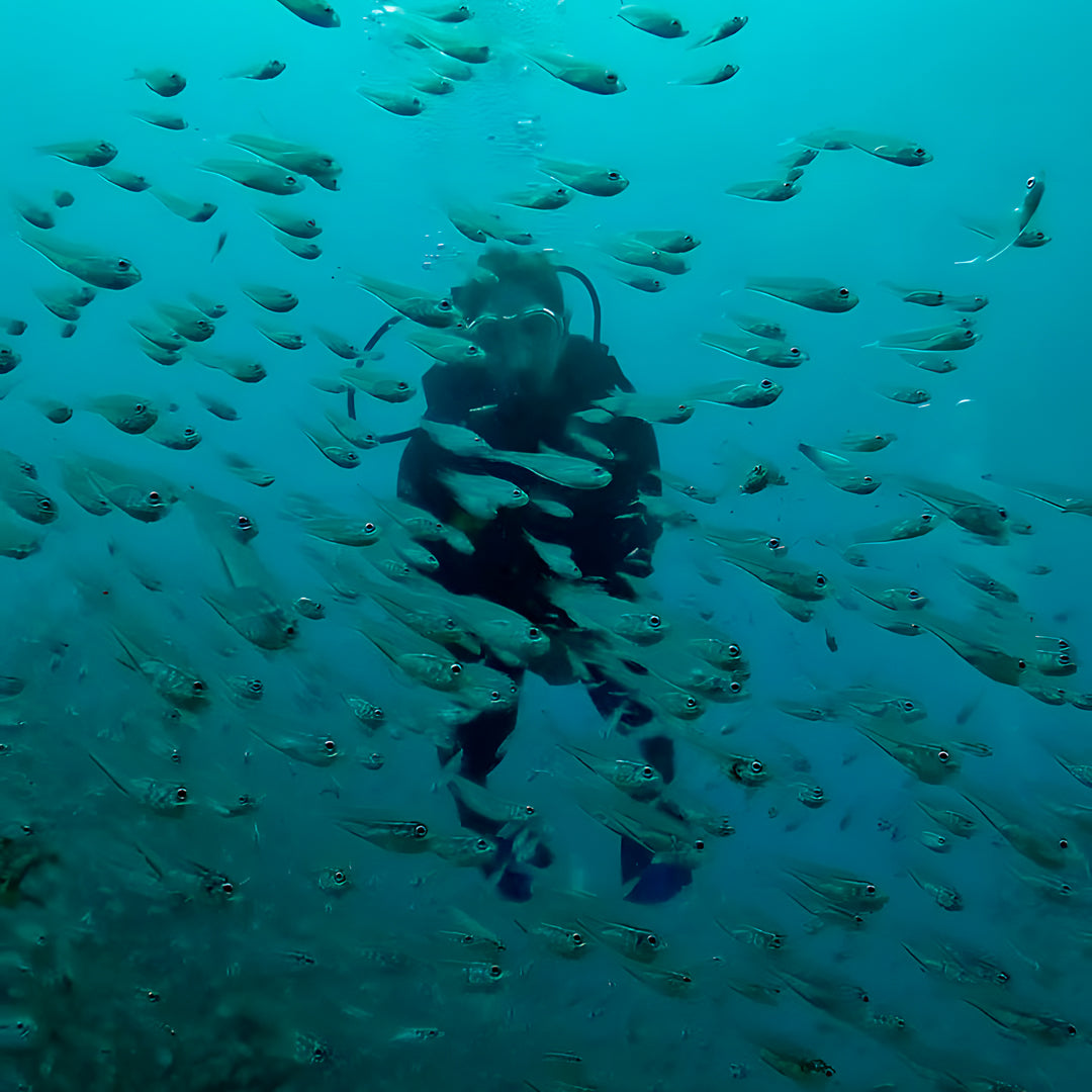 Ultimate Maldives Dive Expedition
