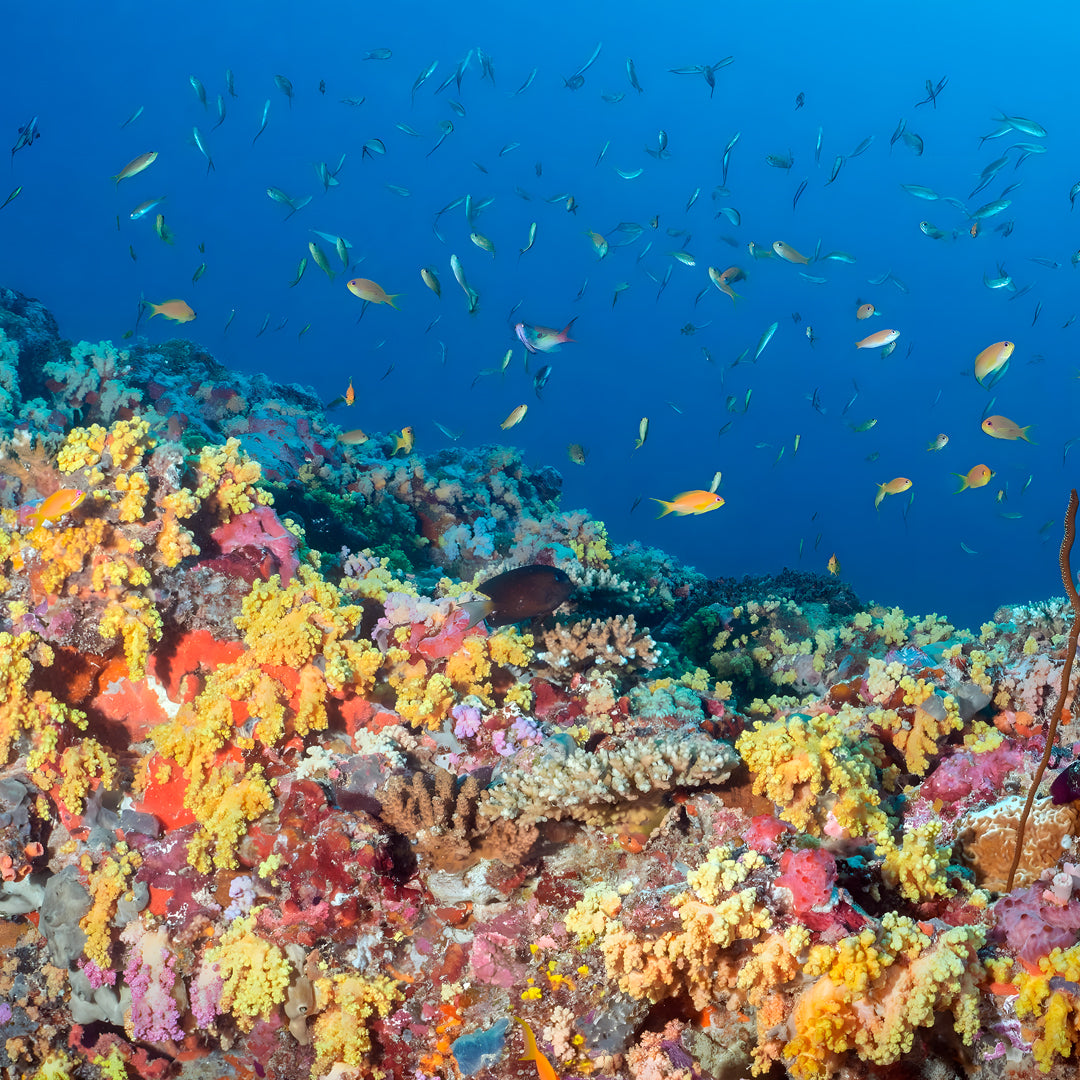 Maldives Open Water Diver Course and Stay