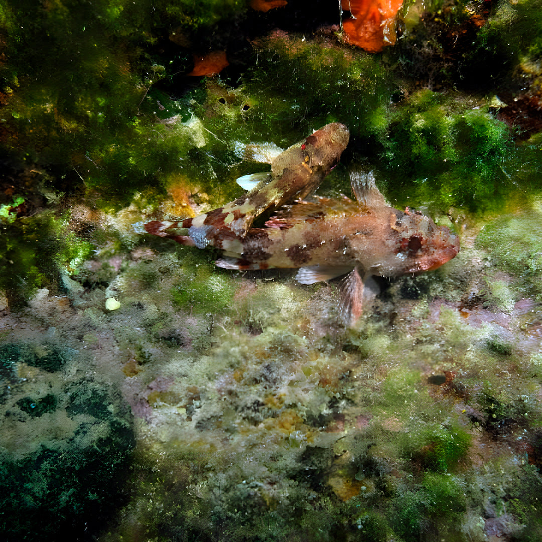 Bautismo de buceo - Zante