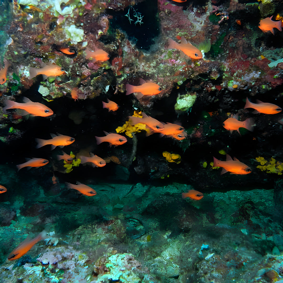 Bautismo de buceo - Zante