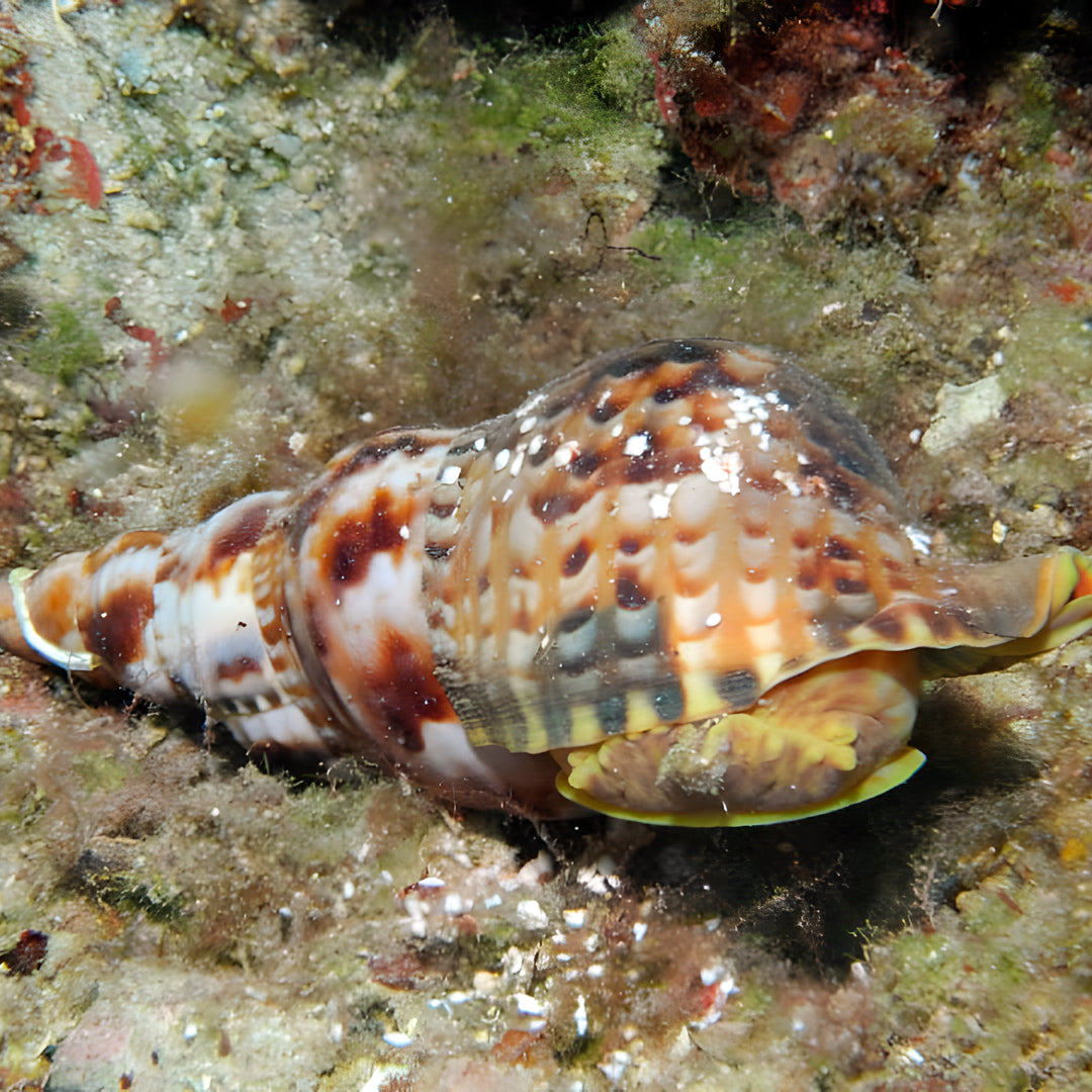 Bautismo de buceo - Zante