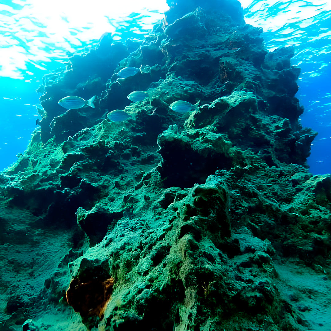 Curso de Divemaster