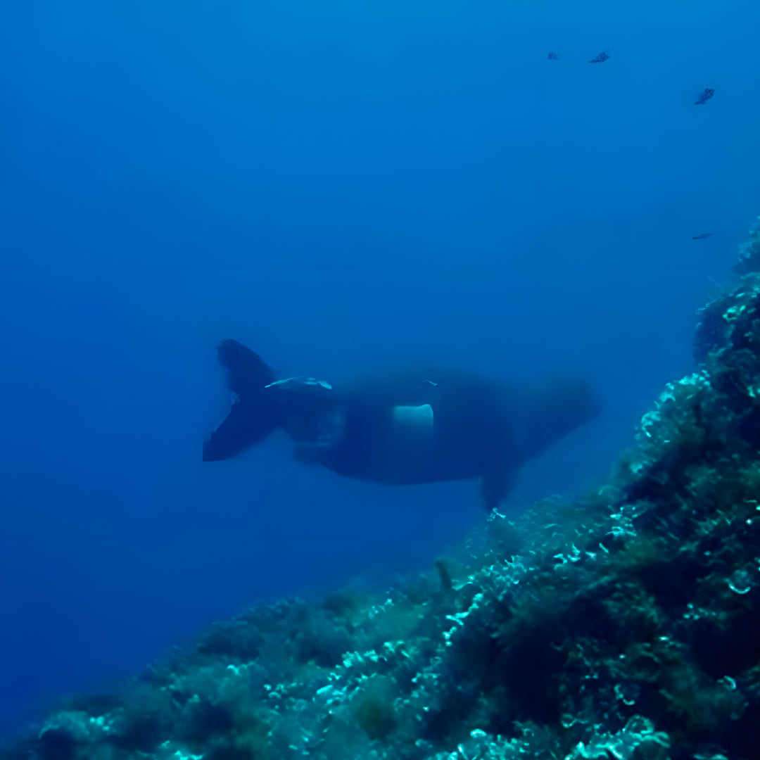 Curso de Divemaster