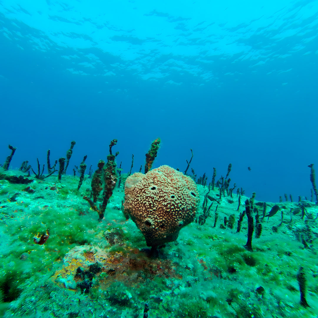 Zakynthos Escorted Fun Dive