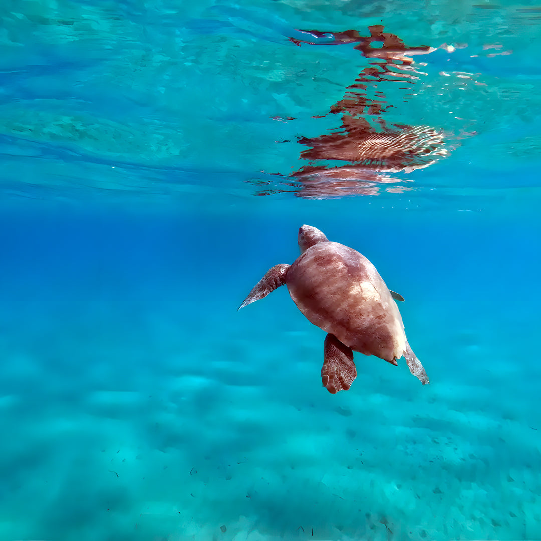 Zakynthos Escorted Fun Dive