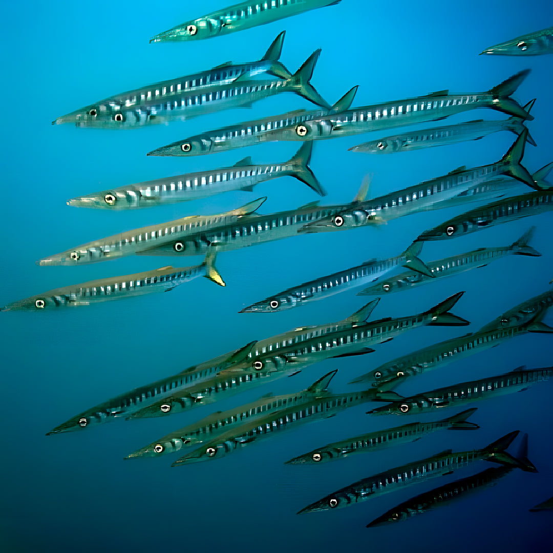 PADI Advanced Open Water Diver Course in Zakynthos