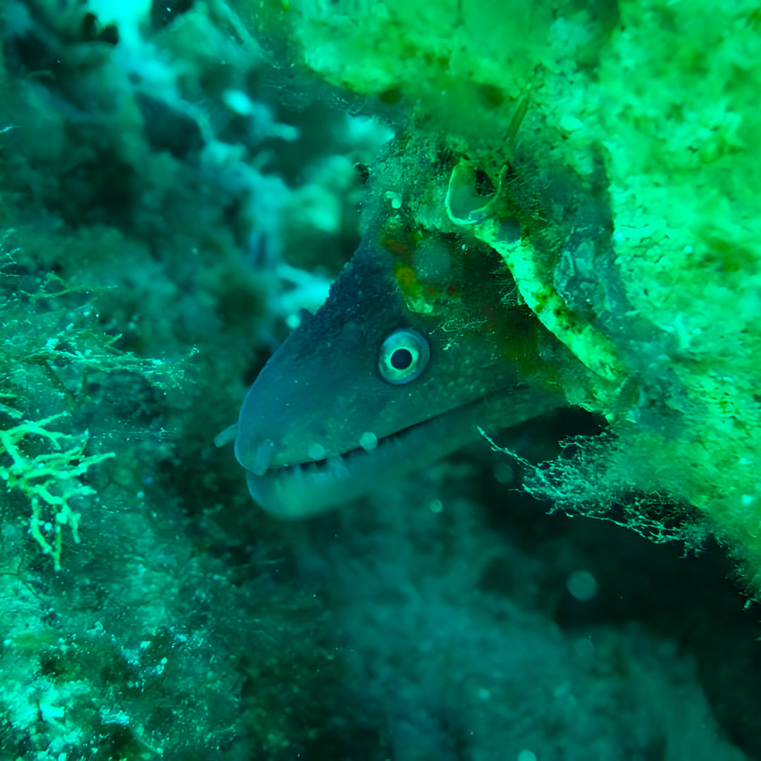 PADI Open Water Diver Course in Zakynthos