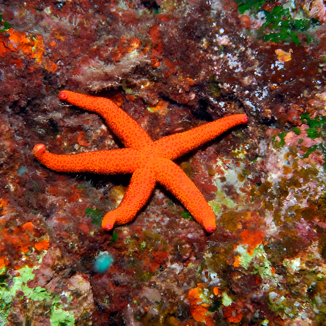 Zakynthos Escorted Fun Dive