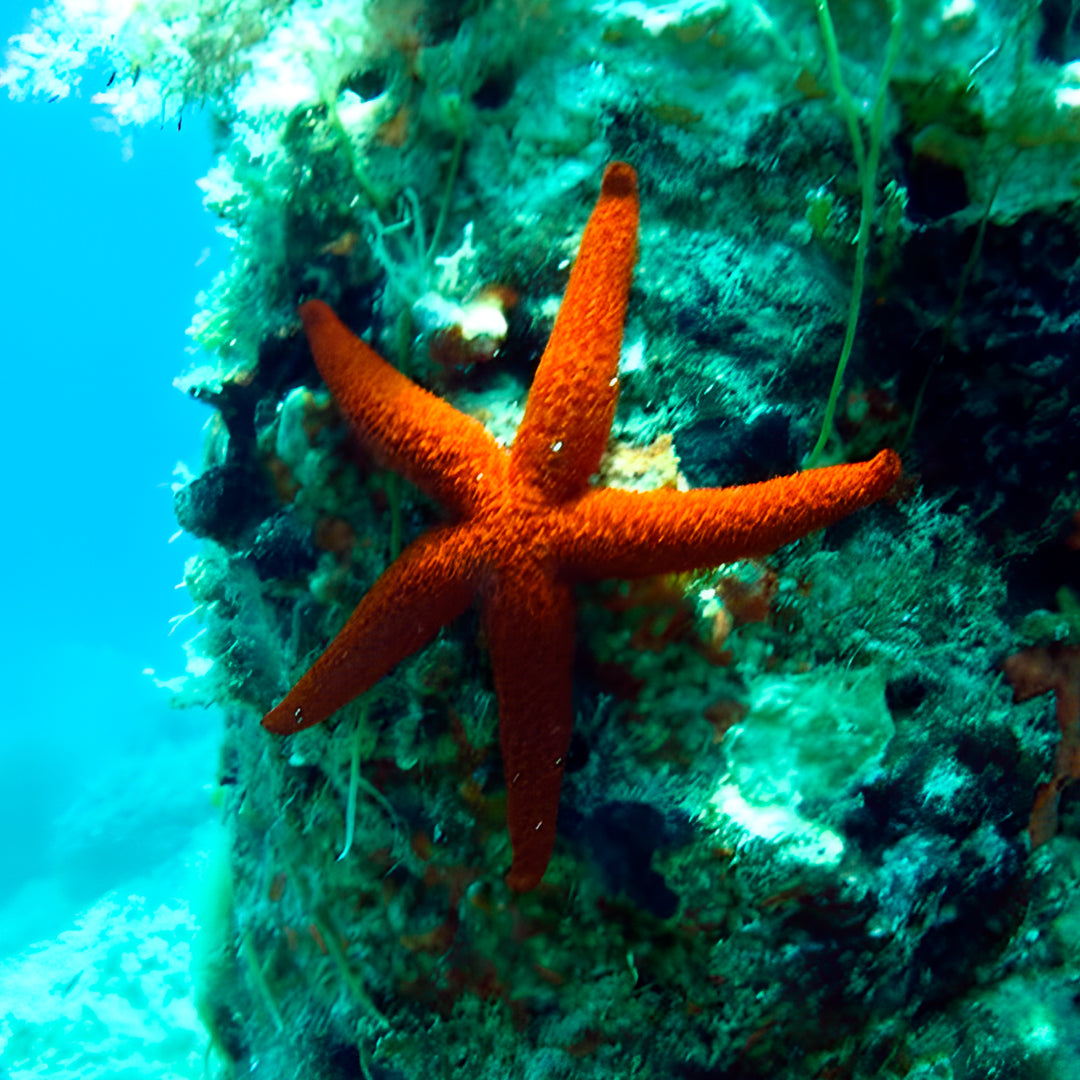 Curso de Divemaster