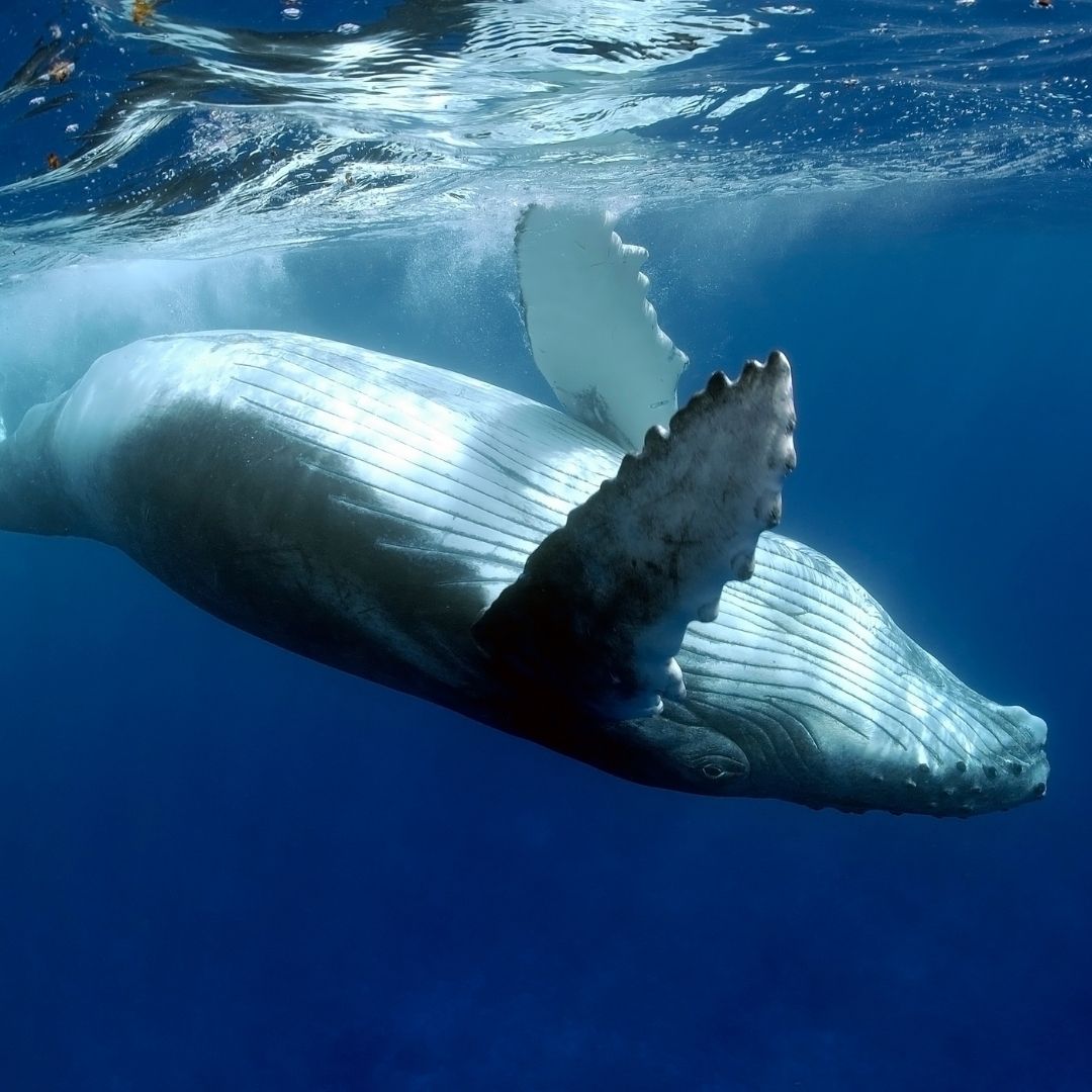 Shark & Ray Wreck Dive Scuba Diving Weekend Diverseaty Tours