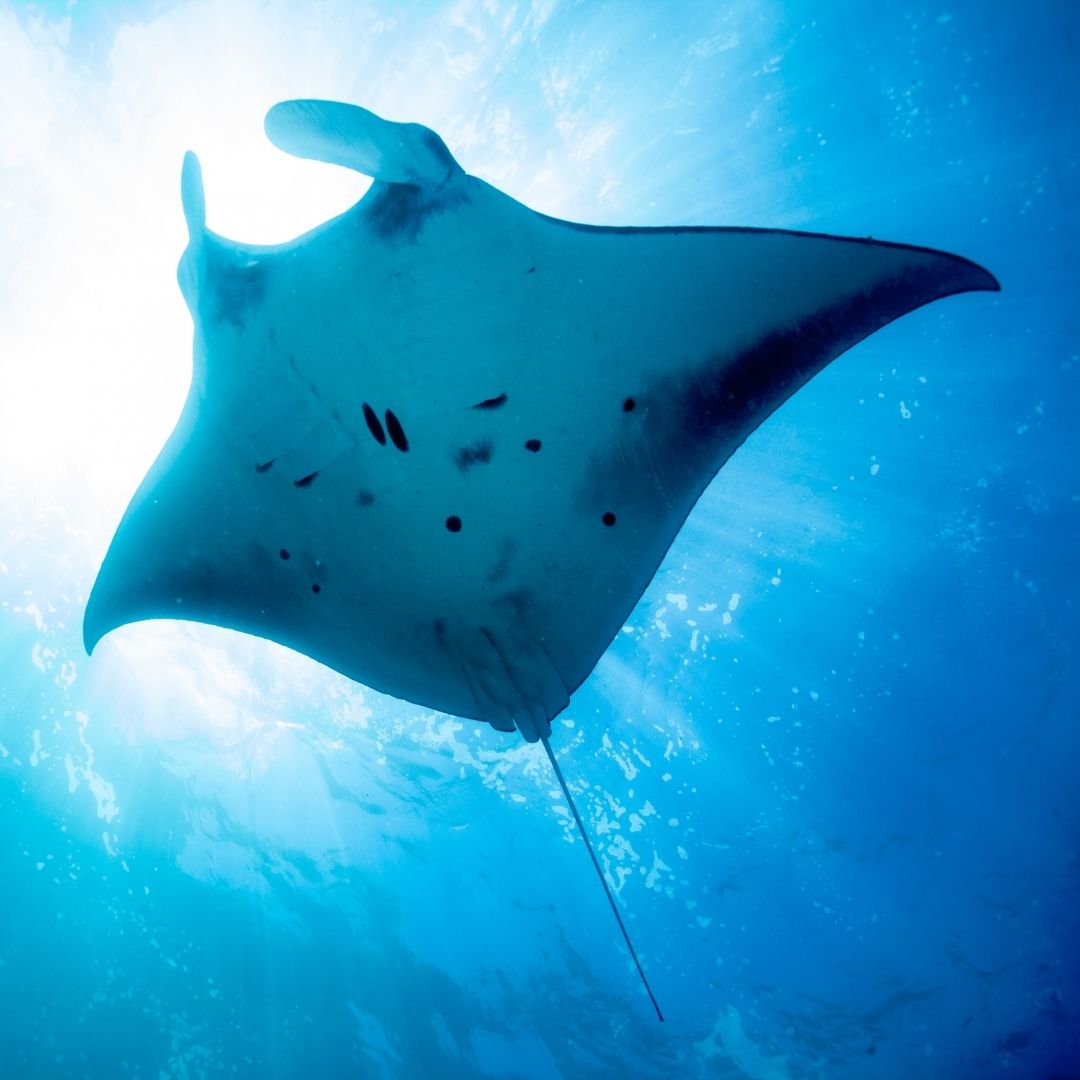 Shark & Ray Wreck Dive Scuba Diving Weekend Diverseaty Tours