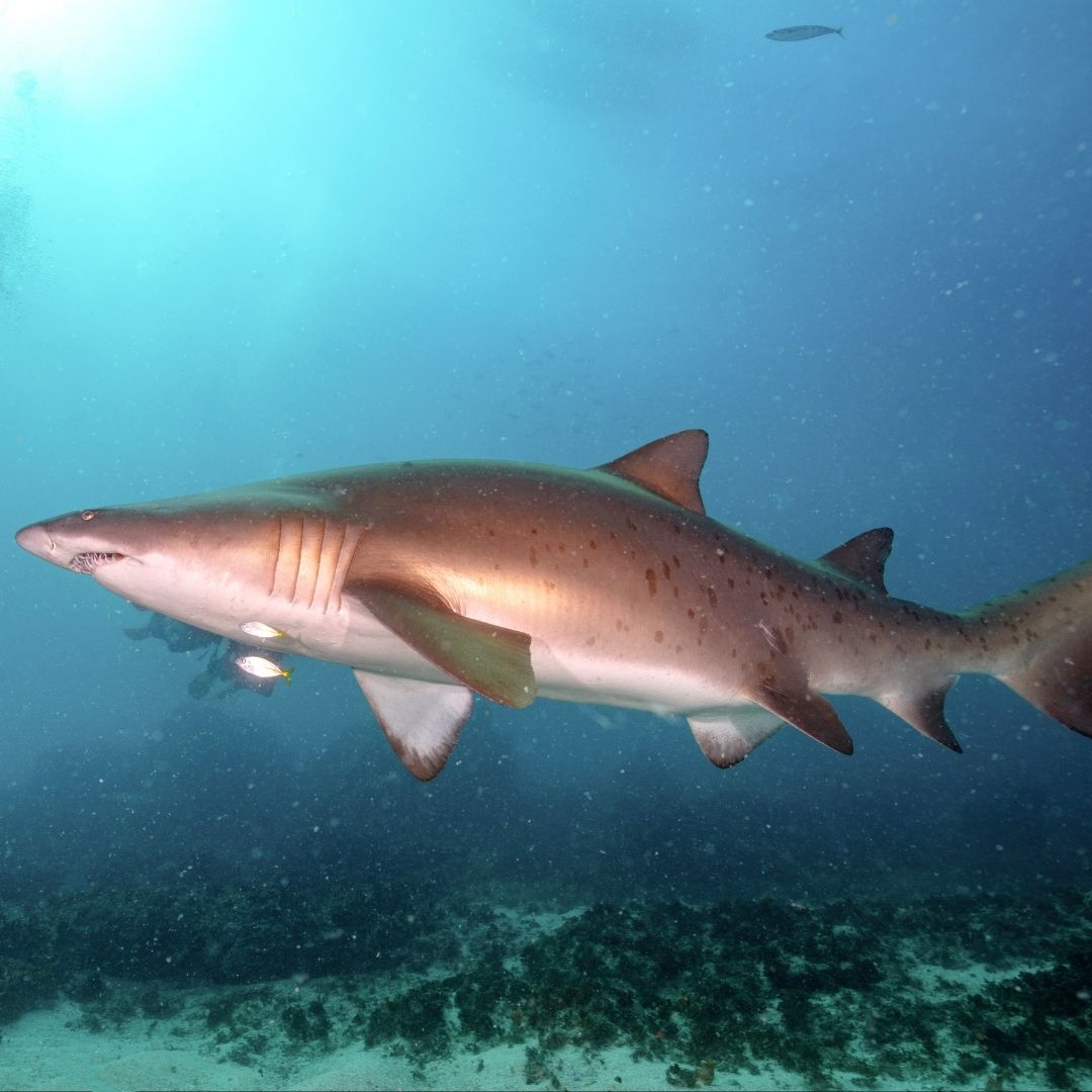 Shark & Ray Wreck Dive Scuba Diving Weekend Diverseaty Tours