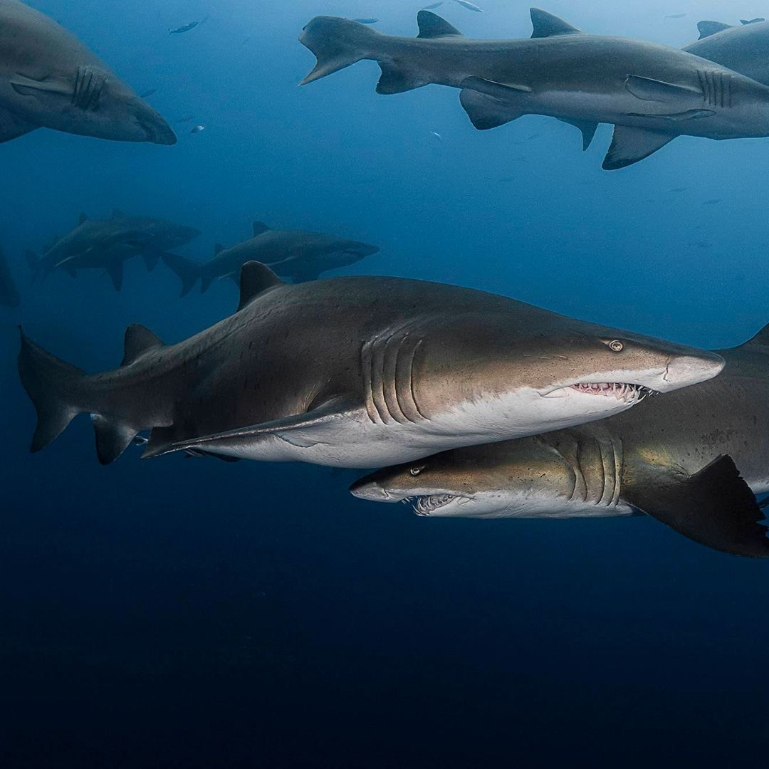 Shark & Ray Wreck Dive Scuba Diving Weekend Diverseaty Tours