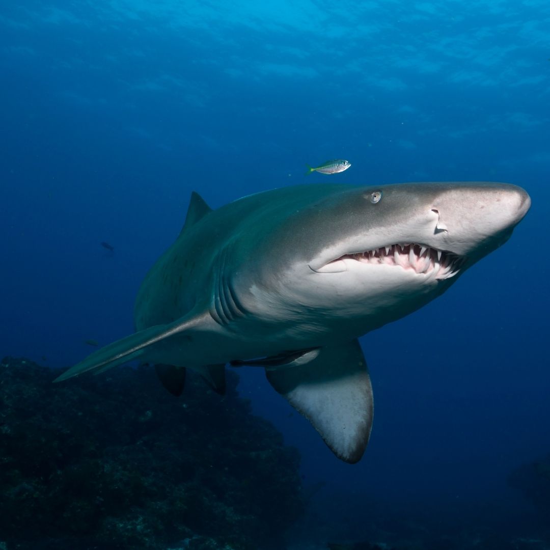 Shark & Ray Wreck Dive Scuba Diving Weekend Diverseaty Tours