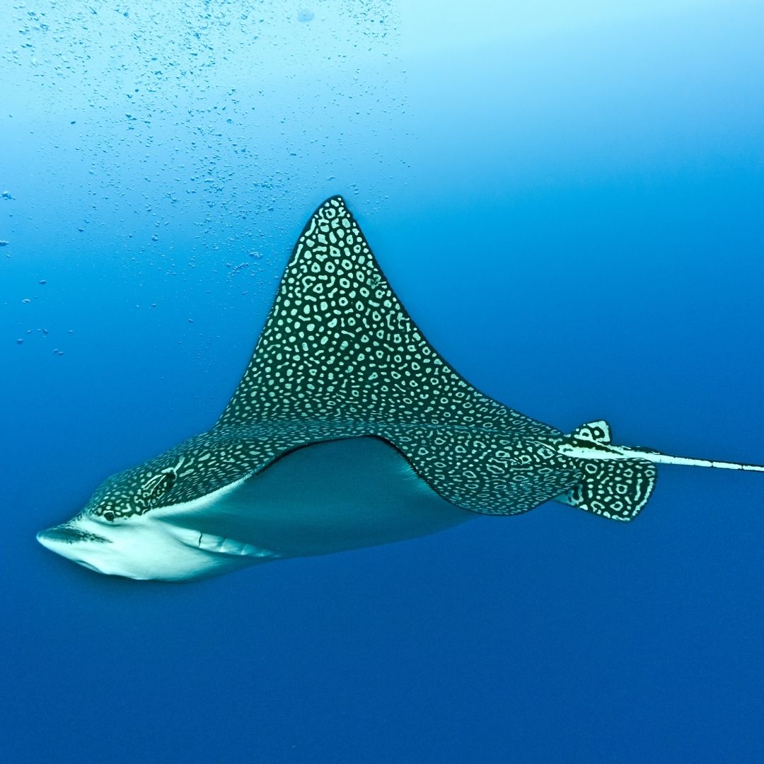 Shark & Ray Wreck Dive Scuba Diving Weekend Diverseaty Tours