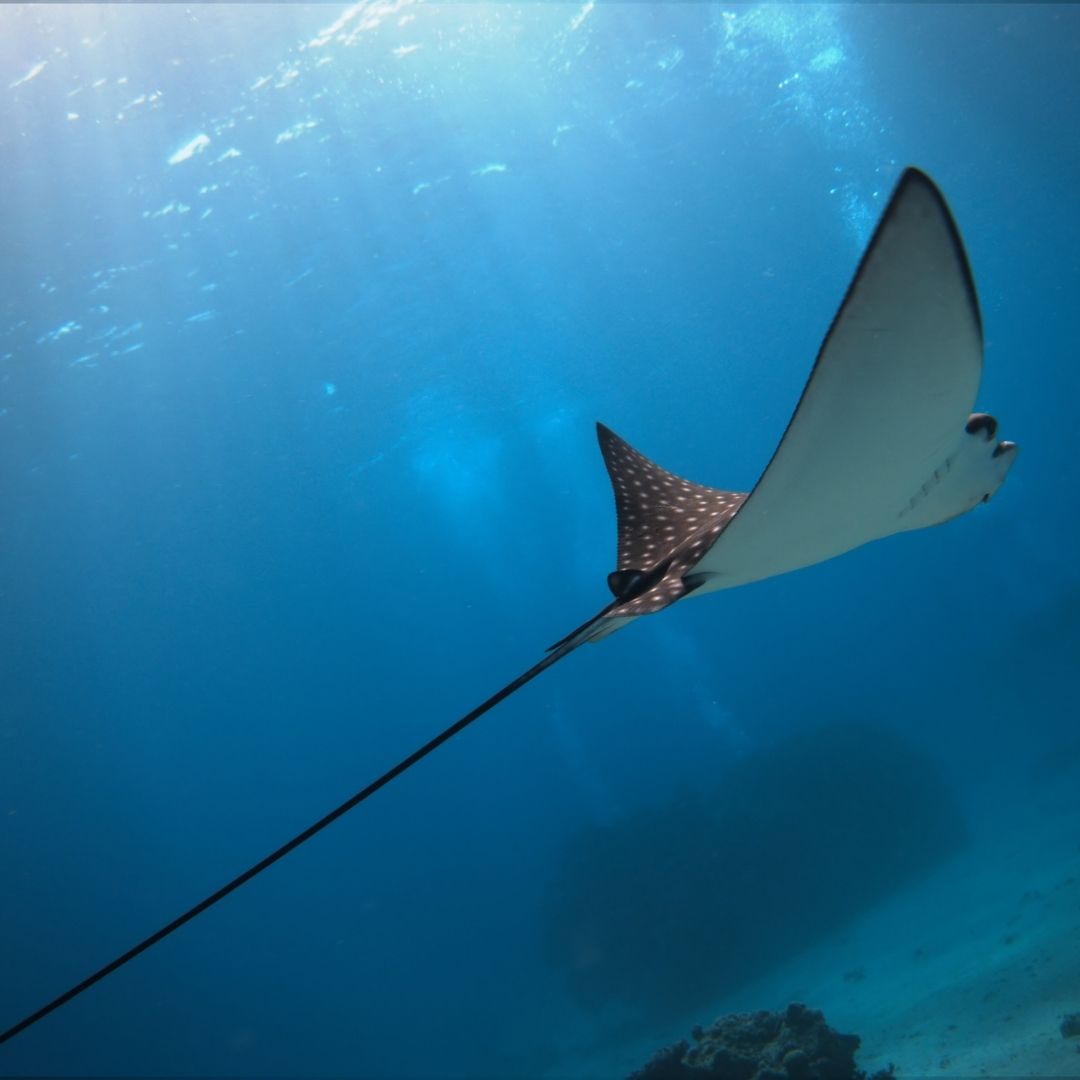 Shark & Ray Wreck Dive Scuba Diving Weekend Diverseaty Tours