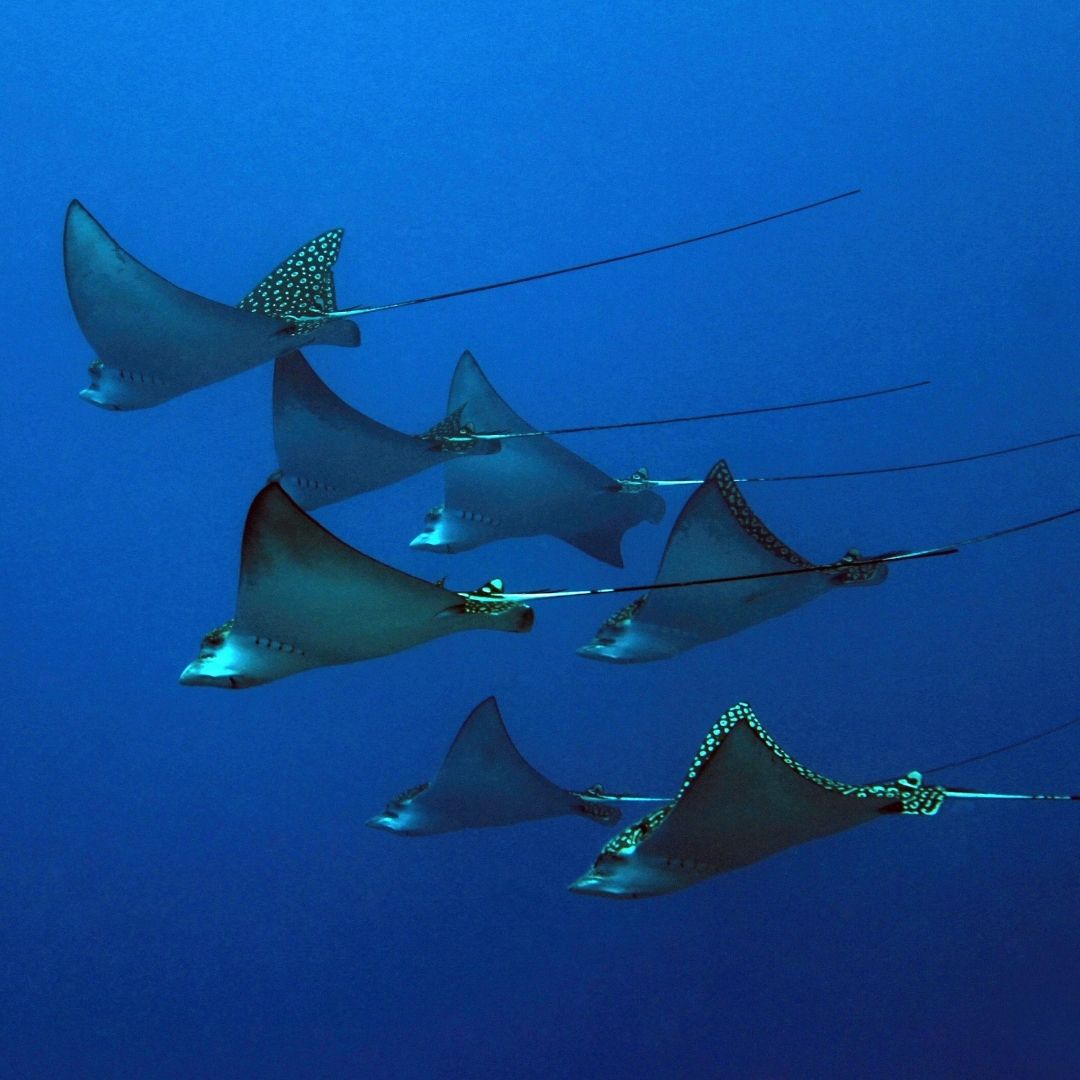 Shark & Ray Wreck Dive Scuba Diving Weekend Diverseaty Tours