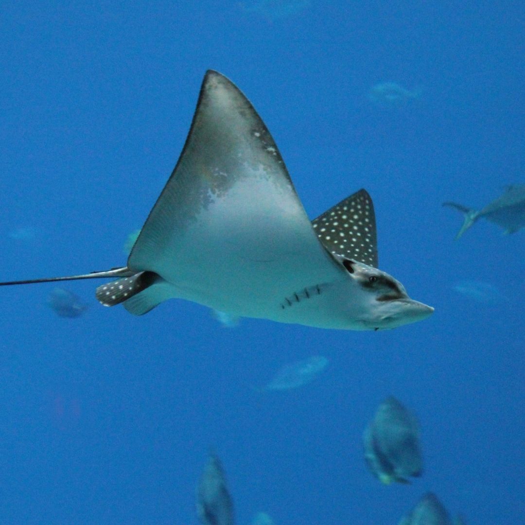 Shark & Ray Wreck Dive Scuba Diving Weekend Diverseaty Tours