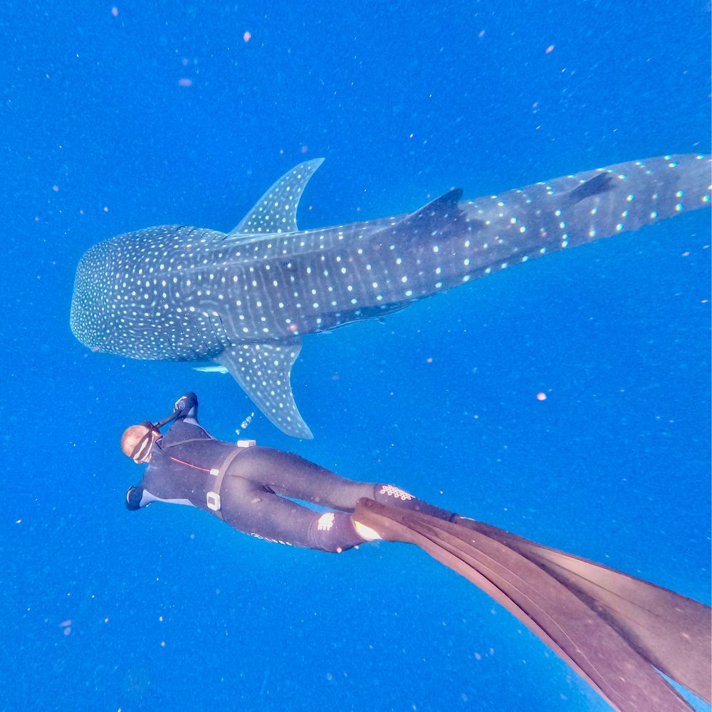 Discover Dive - Variation Demo