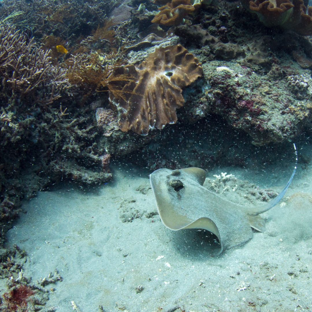 Padang Bai Fun Dive Day Trip