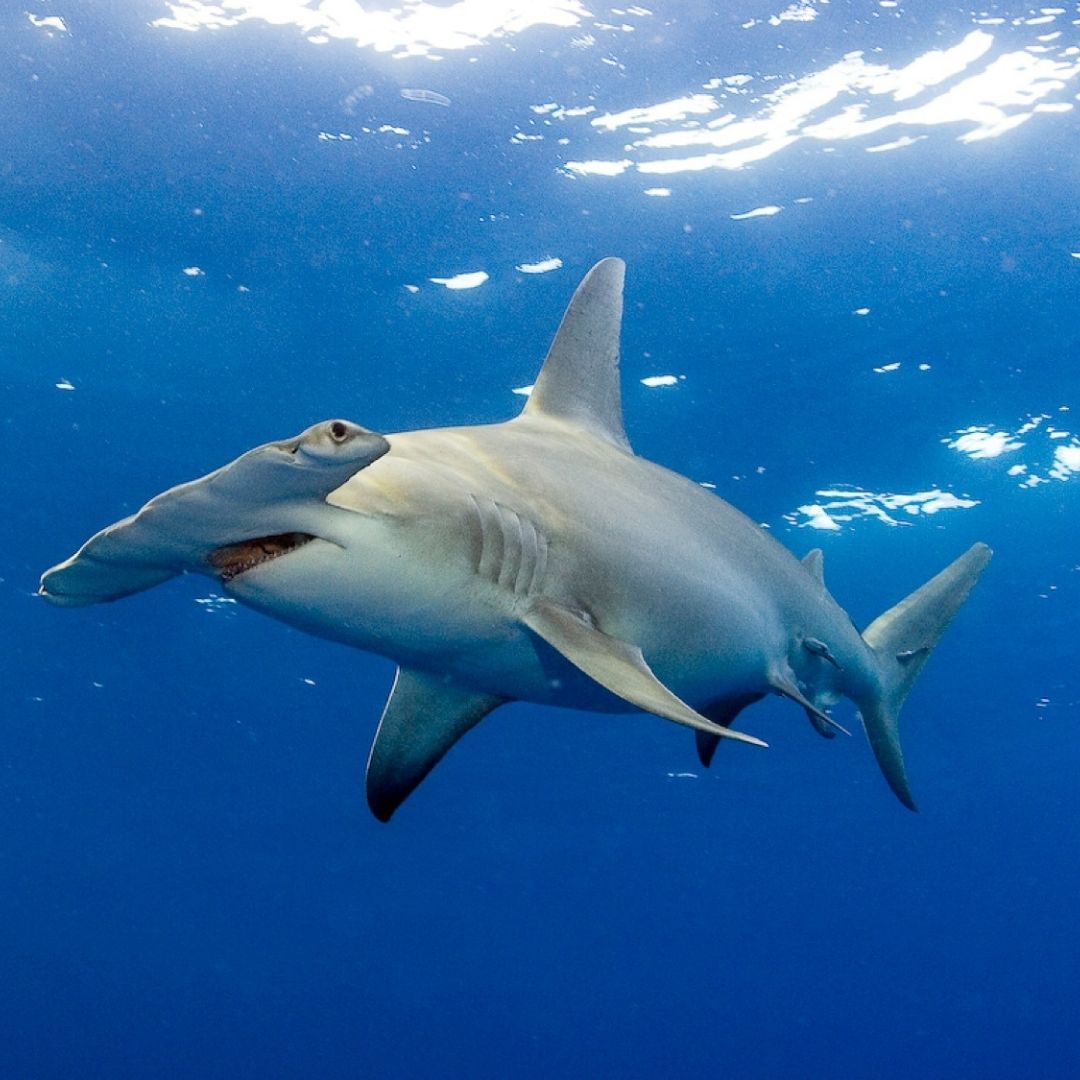 Puerto Princesa Scuba Diving Liveaboard