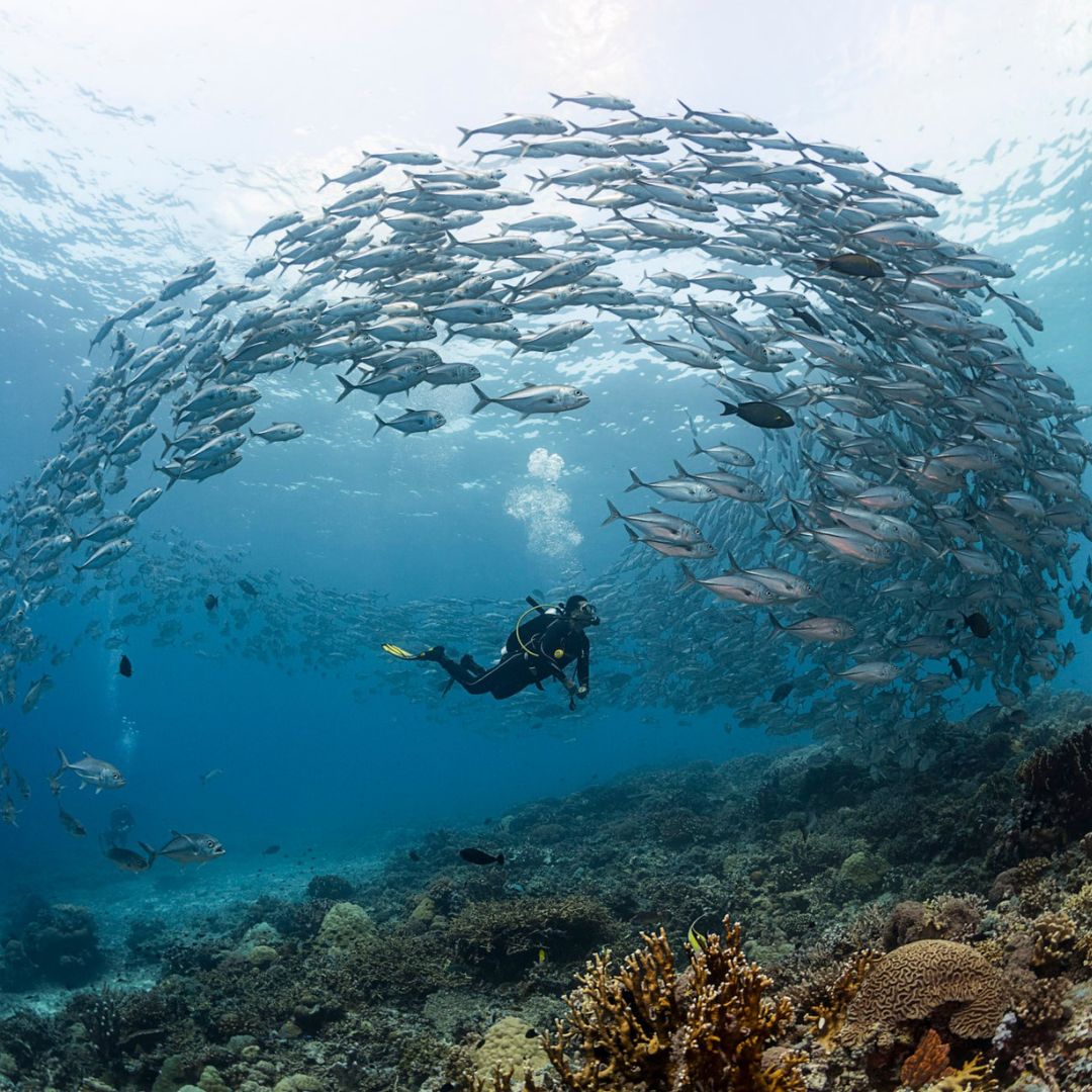 Apo Reef & Coron Bay Scuba Diving Liveaboard