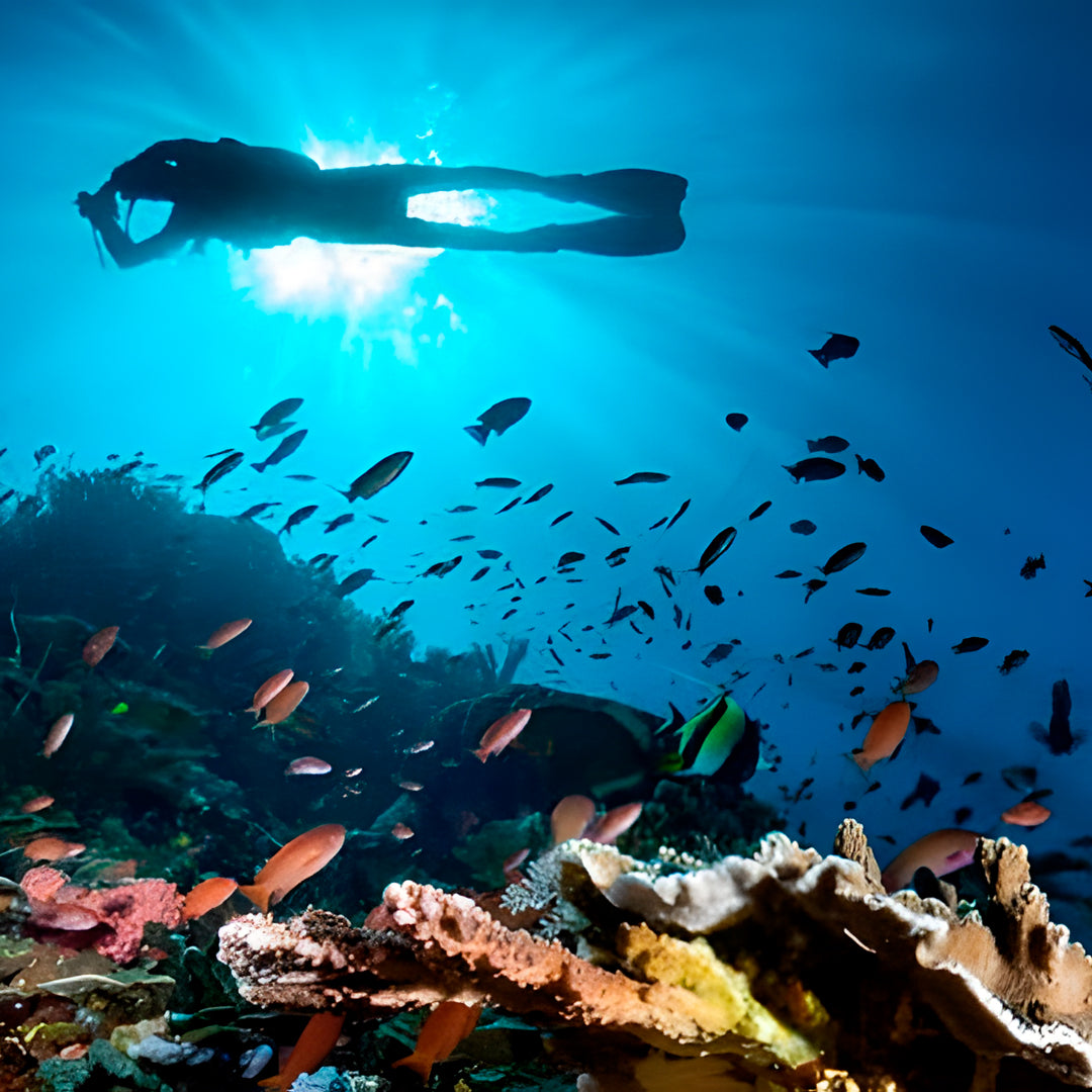 Komodo Paradise Fun Dive