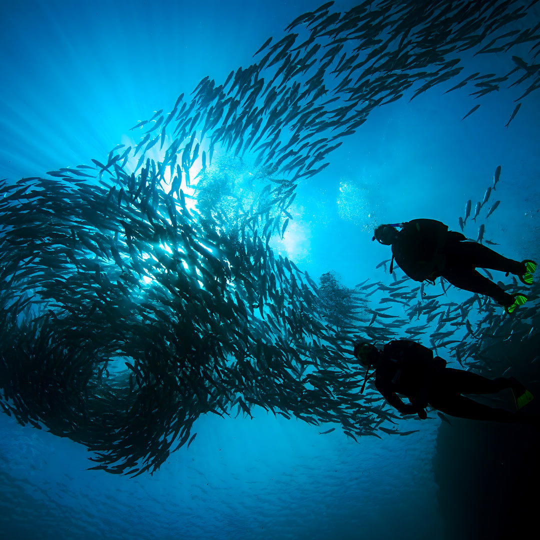 Zero to Hero PADI Divemaster Course in Komodo Islands