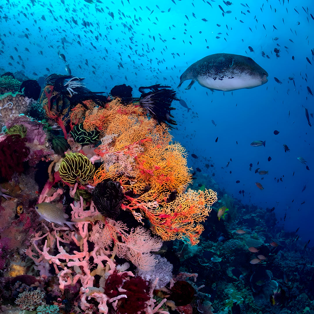 Zero to Hero PADI Divemaster Course in Komodo Islands