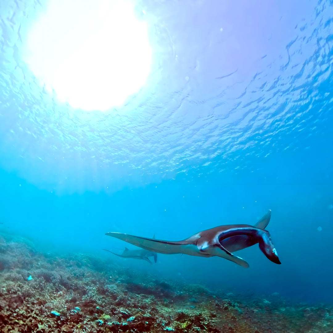 Zero to Hero PADI Divemaster Course in Komodo Islands